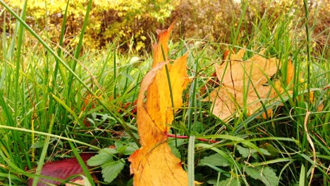 the orange leaf lies on green grass, close view, autumn is in full swing, black tree trunks, sun rays