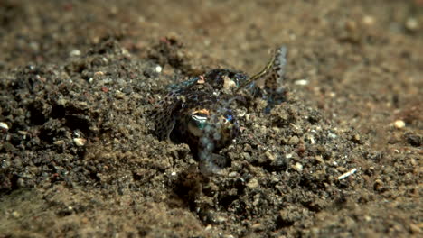 baby octopus using sand to hide