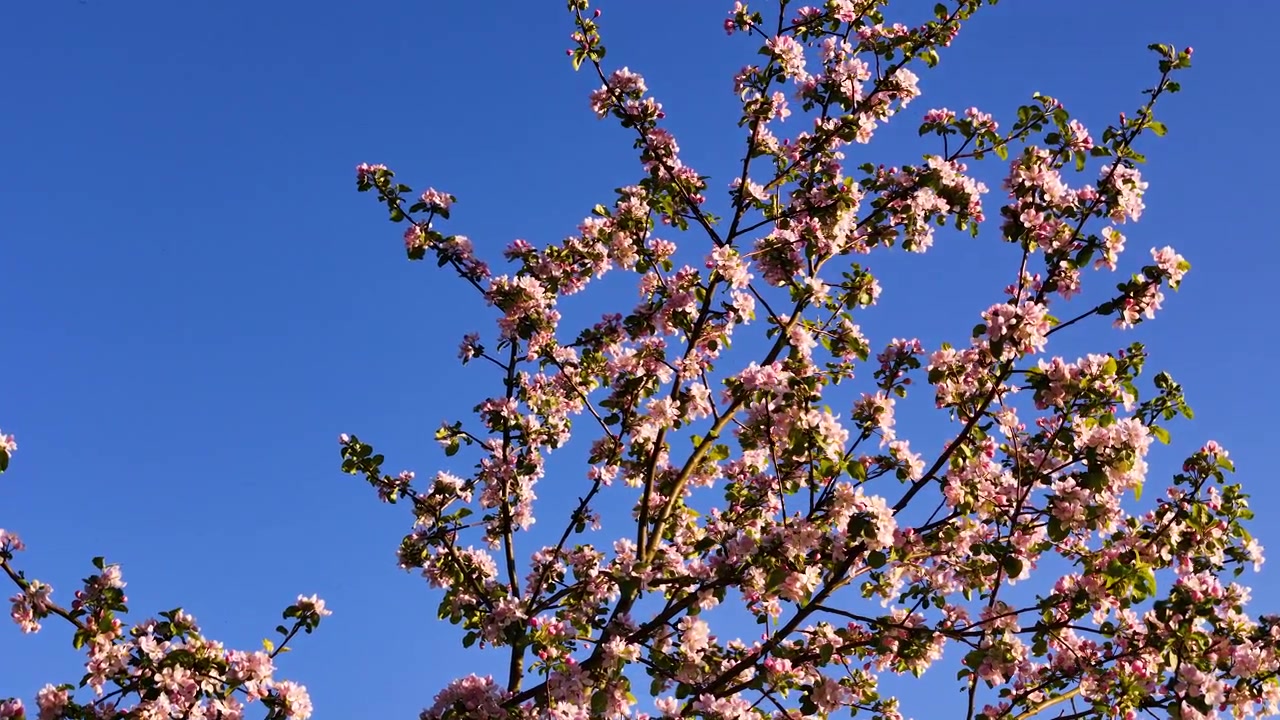 Fiori di melo contro il cielo azzurro brillante in primavera in Lettonia