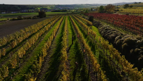 Aerial-orbit-around-man-playing-with-dog-in-vineyard-at-golden-hour