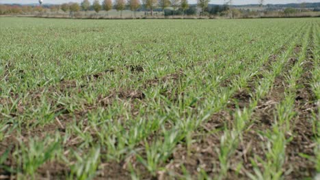 young grains growing on field