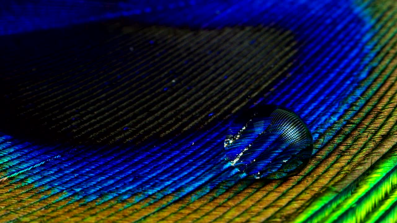 cerca o macro de una pluma de pavo real colorida con una gota descansando en ella. la pluma de peón llena de colores y texturas es elegante y decorada.