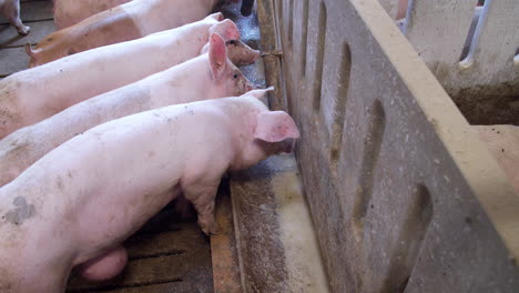 medium-sized pigs eat and rest on a pig farm