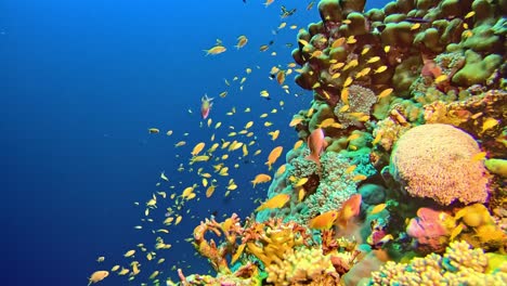 Schwarm-Gelber-Fische-Am-Korallenriff