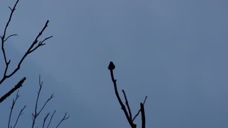 Silhouette-Eines-Kleinen-Vogels,-Der-Auf-Einem-Blattlosen-Ast-Thront