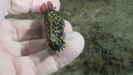 a large colourful nudibranch sea animal on a scuba divers hand underwater