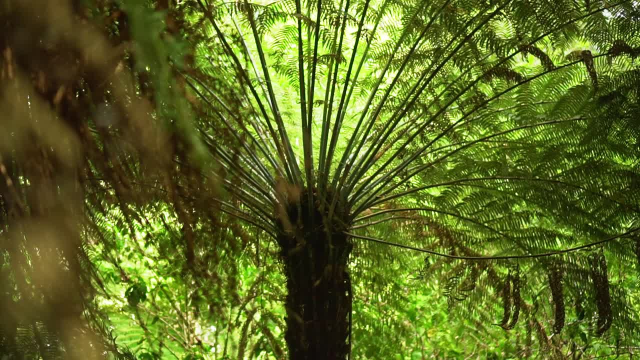 New Zealand native subtropical forest of Silver Fern Ponga trees