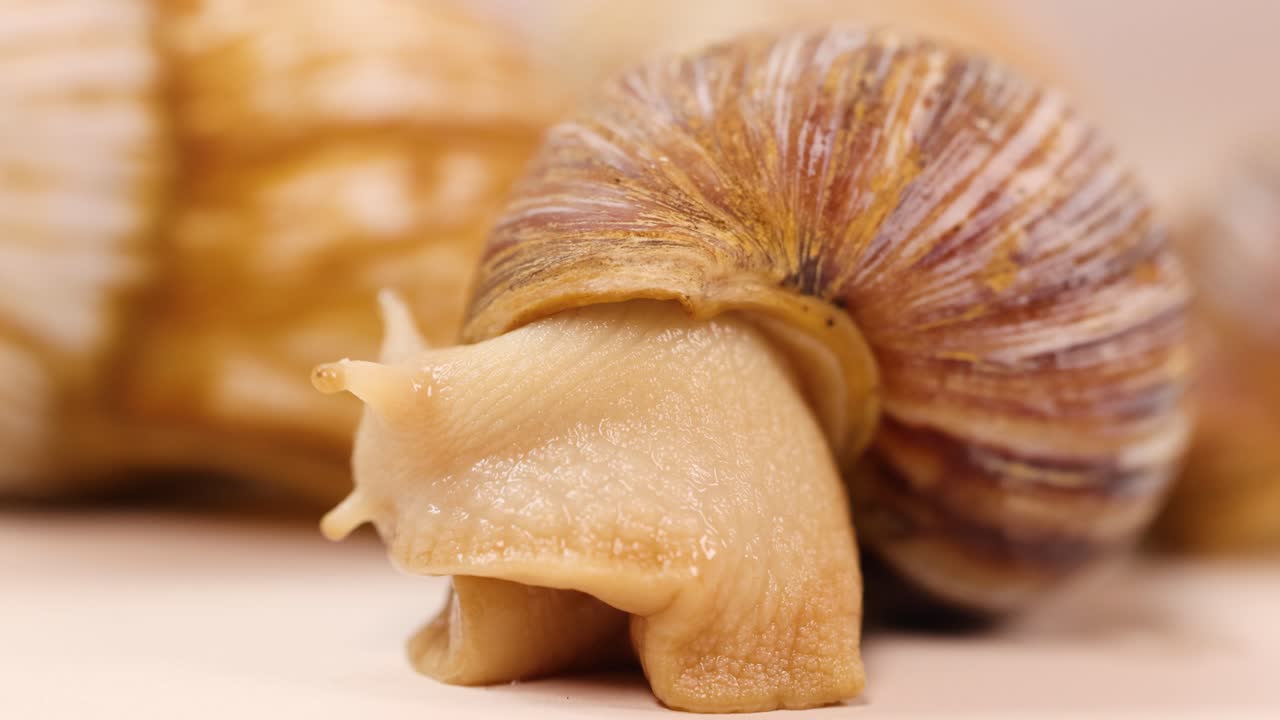 A detailed macro sequence of a snail slowly moving across a flat surface, with soft studio lighting and shallow depth of field highlighting its textured shell