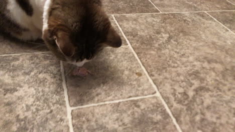 Beautiful-female-tabby-cat-sitting-on-floor,-being-feed-turkey-scraps-by-owner