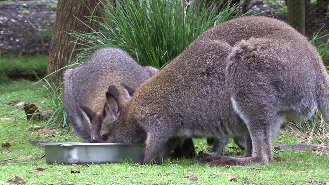 tres canguros grises orientales en cautiverio comiendo