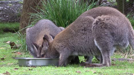 three eastern grey kangaroo in captivity eating