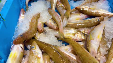 pescado en hielo en el mercado australiano de mariscos