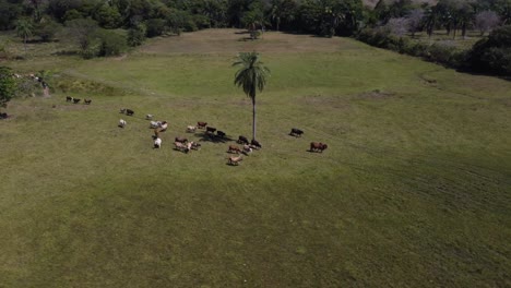 cattle in the green field of venezuela