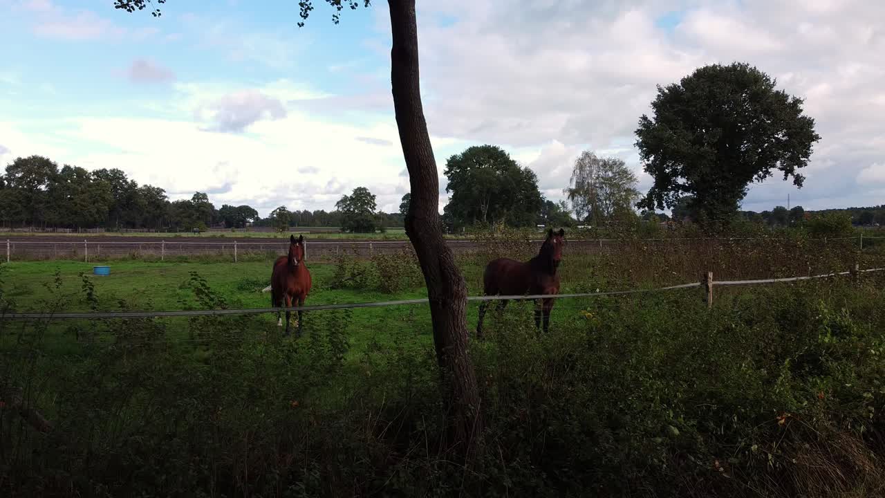 caballos que miran mi dron