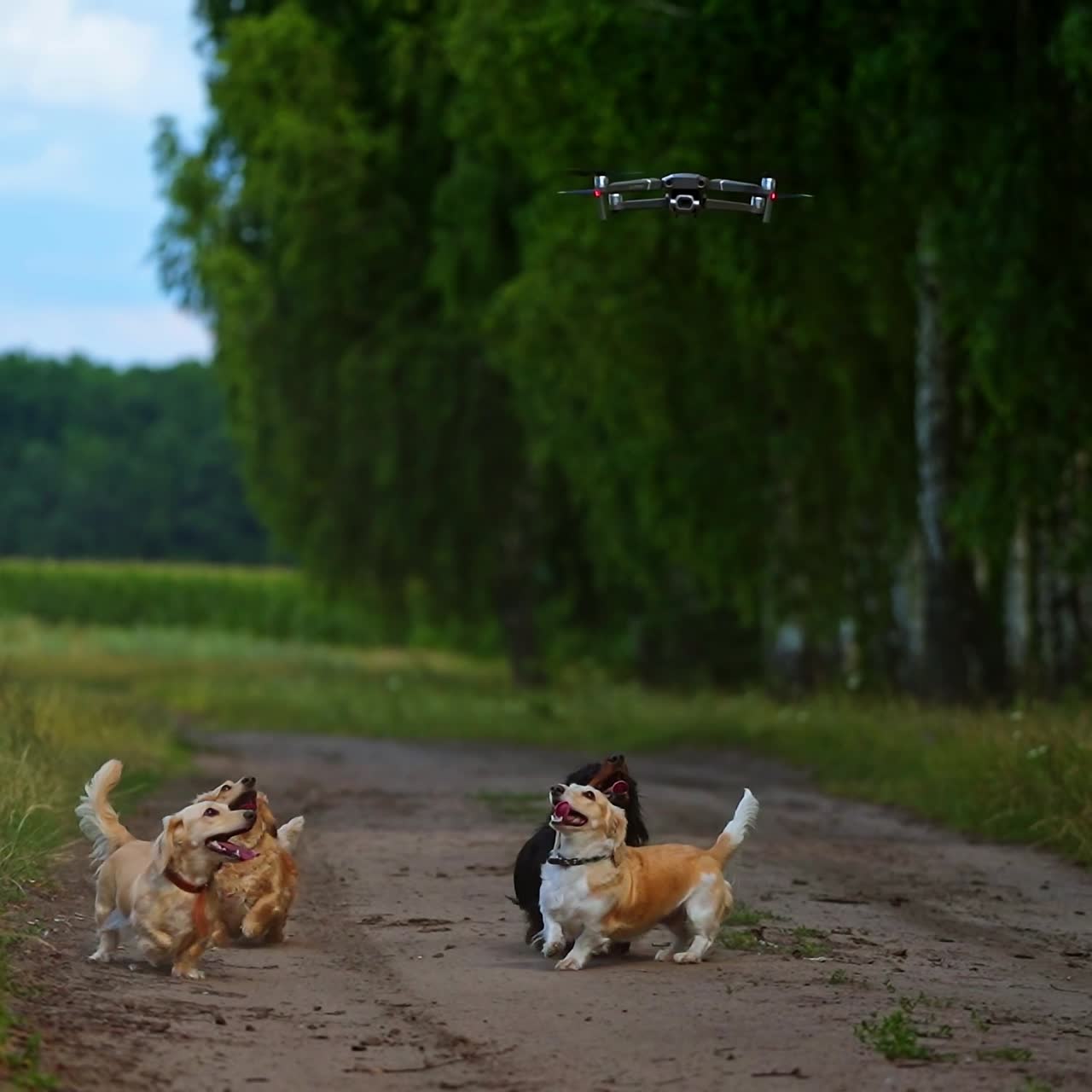 Funny dogs outdoors. Well-groomed dogs bark on a drone flying over their heads. Group of beautiful pedigree pets among green nature.