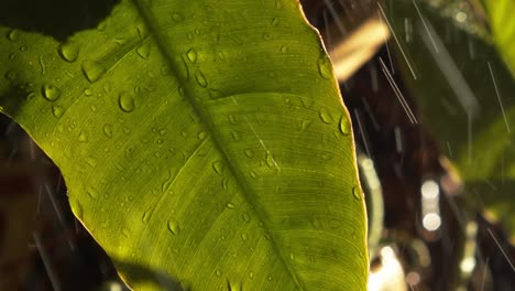 tropical rain dropping on big plant leaves in amazon jungle, climate change concept