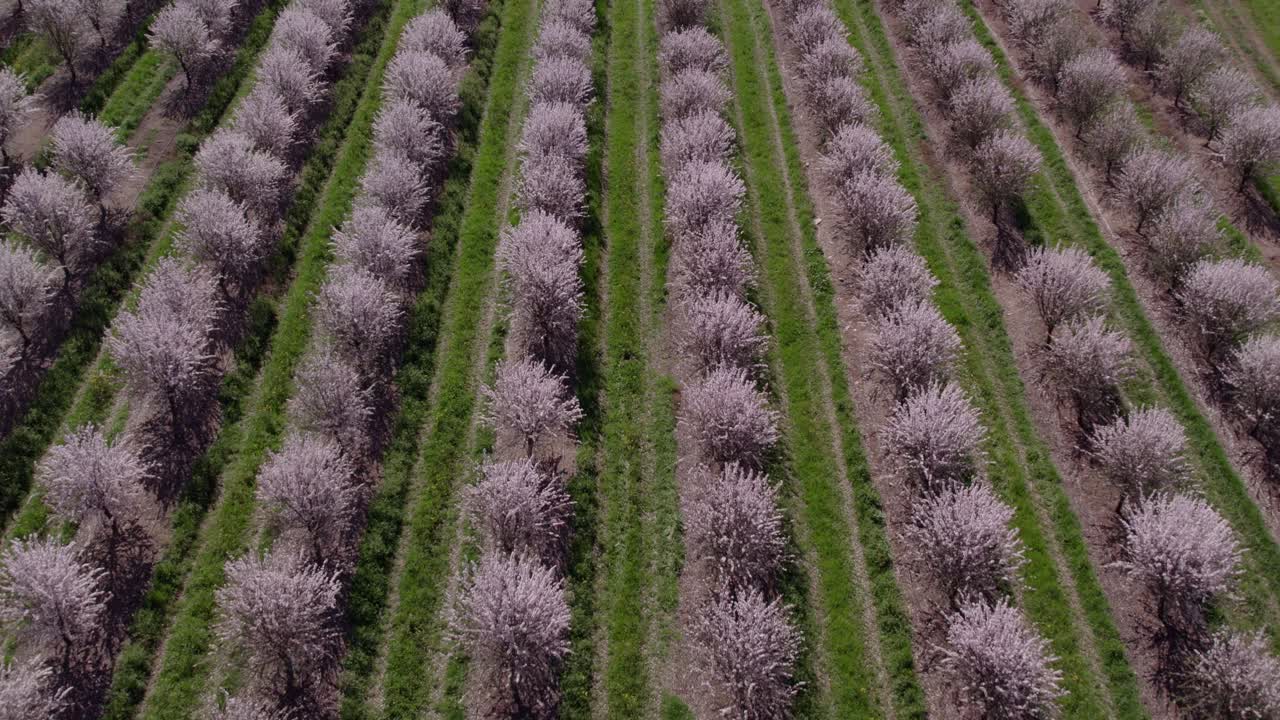 Volo aereo all'indietro su un campo pieno di mandorli con fiori rosa