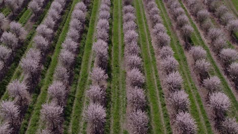 Volando-Hacia-Atrás-Sobre-Un-Campo-Lleno-De-Almendros-Con-Flores-Rosas,-Antena