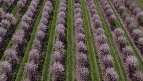volando hacia atrás sobre un campo lleno de almendros con flores rosadas, antena