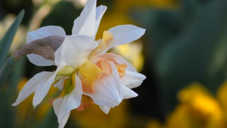 spring narcissus shot during sunset