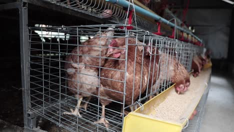 hen eating their food in the tray inside a henhouse