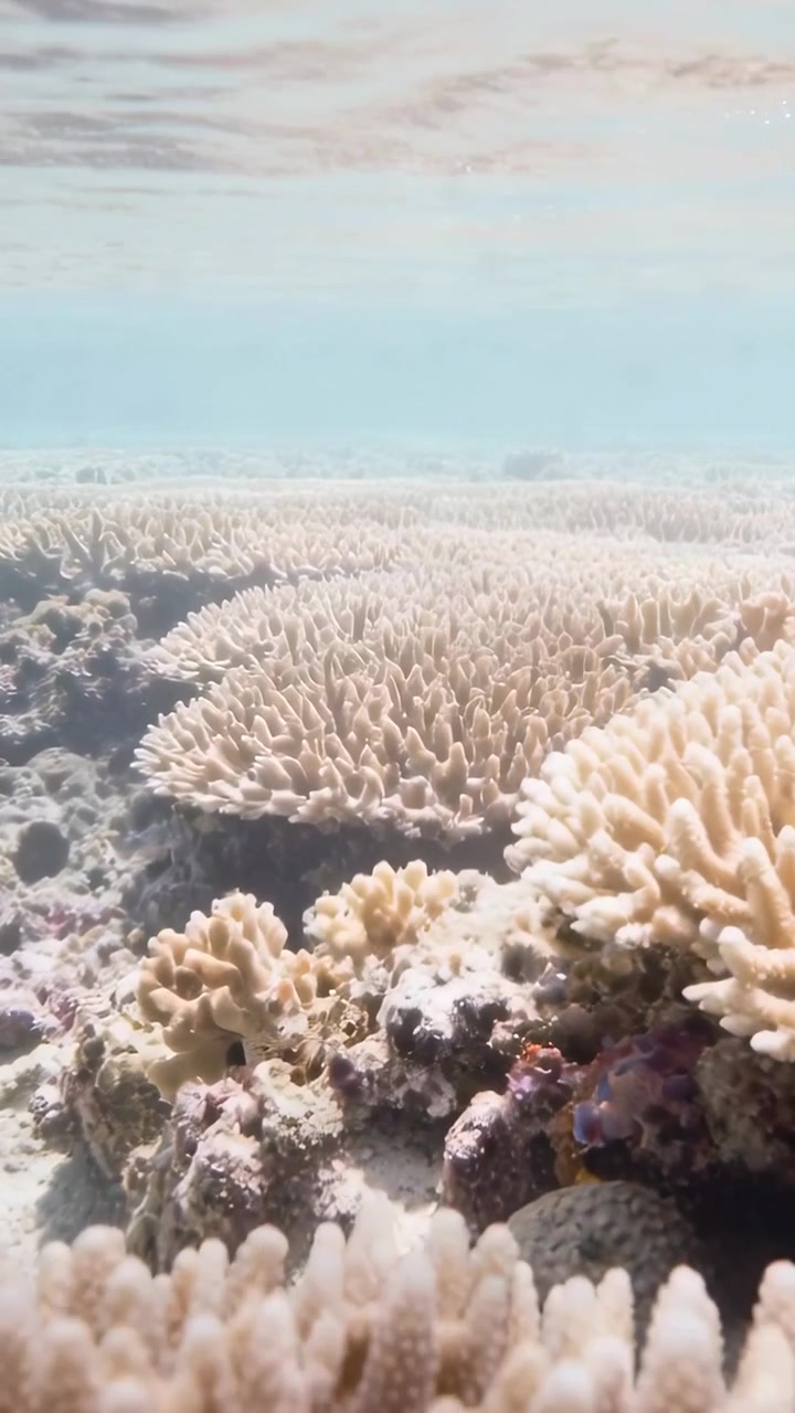 Video verticale: La telecamera scivola sopra la piana della barriera corallina, rivelando coralli a dito pallidi e coralli a piastra