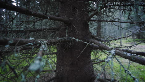 close and wide tilt up shot of a grown spruce tree