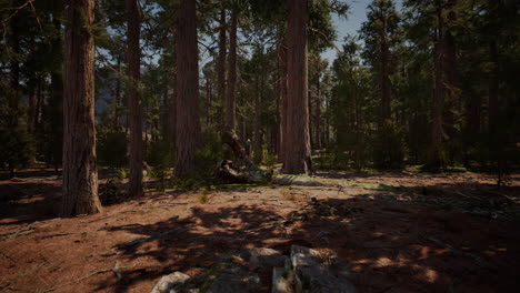 Early-morning-sunlight-in-the-Sequoias-of-Mariposa-Grove