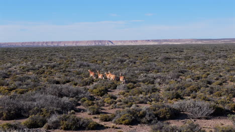 Aerial view of Herd of Guanacos in their Natural Habitat, Patagonia. Conservation of wildlife.