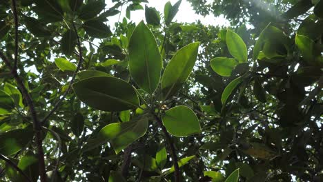 the mangrove leaves are swaying in the wind.