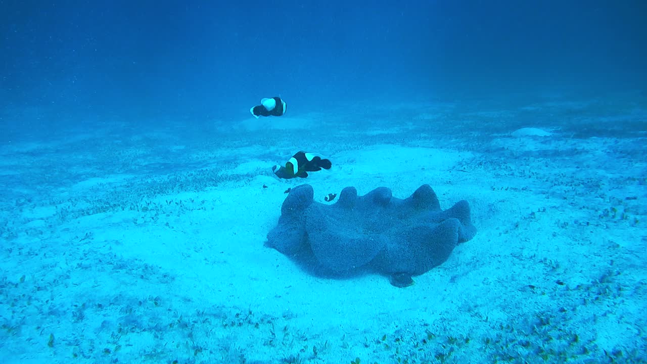 una escena durante el buceo, fondo marino vacío con unos pocos peces nadando junto a un fragmento de arrecife de coral
