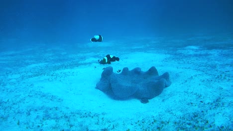 a scene during diving, empty seabed with a few fish swimming beside a fragment of coral reef