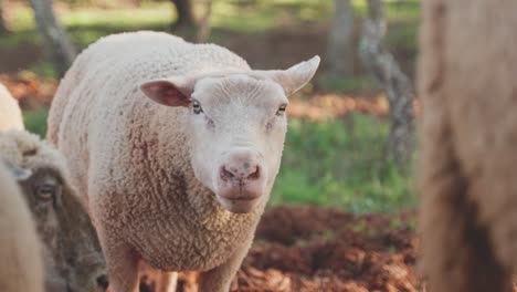 Domestic-Sheep-In-The-Countryside-Farm