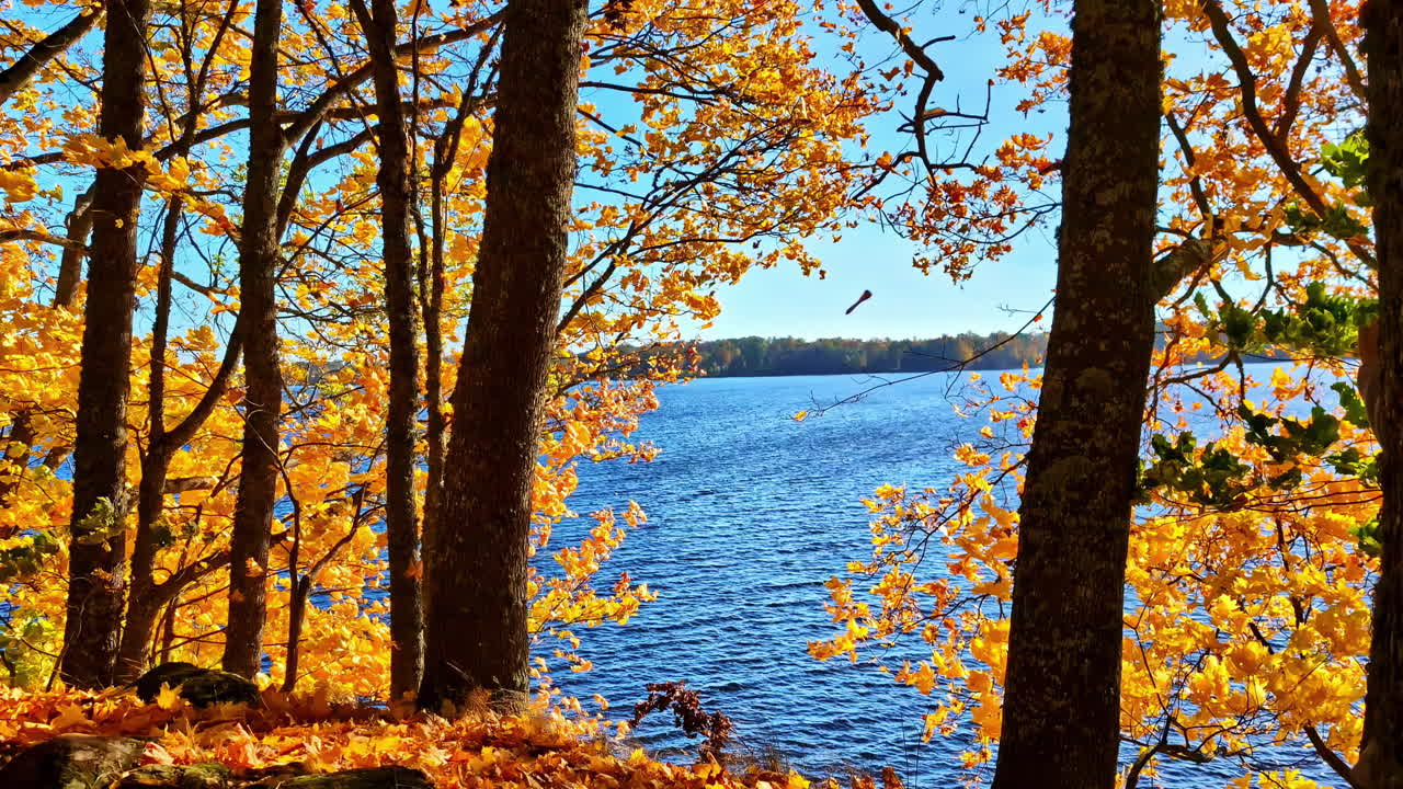 Autumn nature photography, amateur smartphone photographer woman walking fall leaves