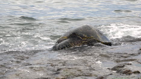 small waves washing across the smooth back of a green sea turtle, laniakea beach, north shore, hawaii