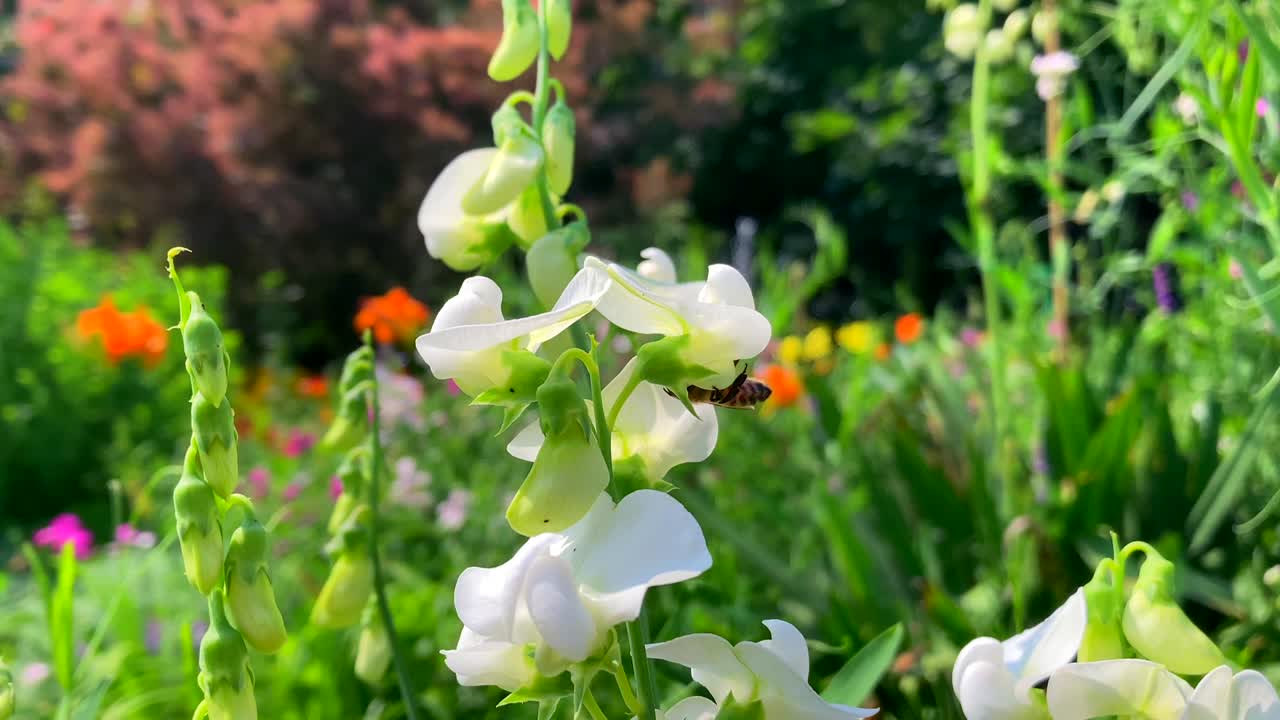 Bee pollination of flowering plants as flying insects collect pollen and nectar in household garden