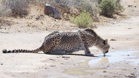 guepardo sediento bebiendo agua en el suelo en un caluroso día de verano en western cape, sudáfrica