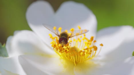 hoverflies, flower flies or syrphid flies, insect family syrphidae.they disguise themselves as dangerous insects wasps and bees.the adults of many species feed mainly on nectar and pollen flowers.