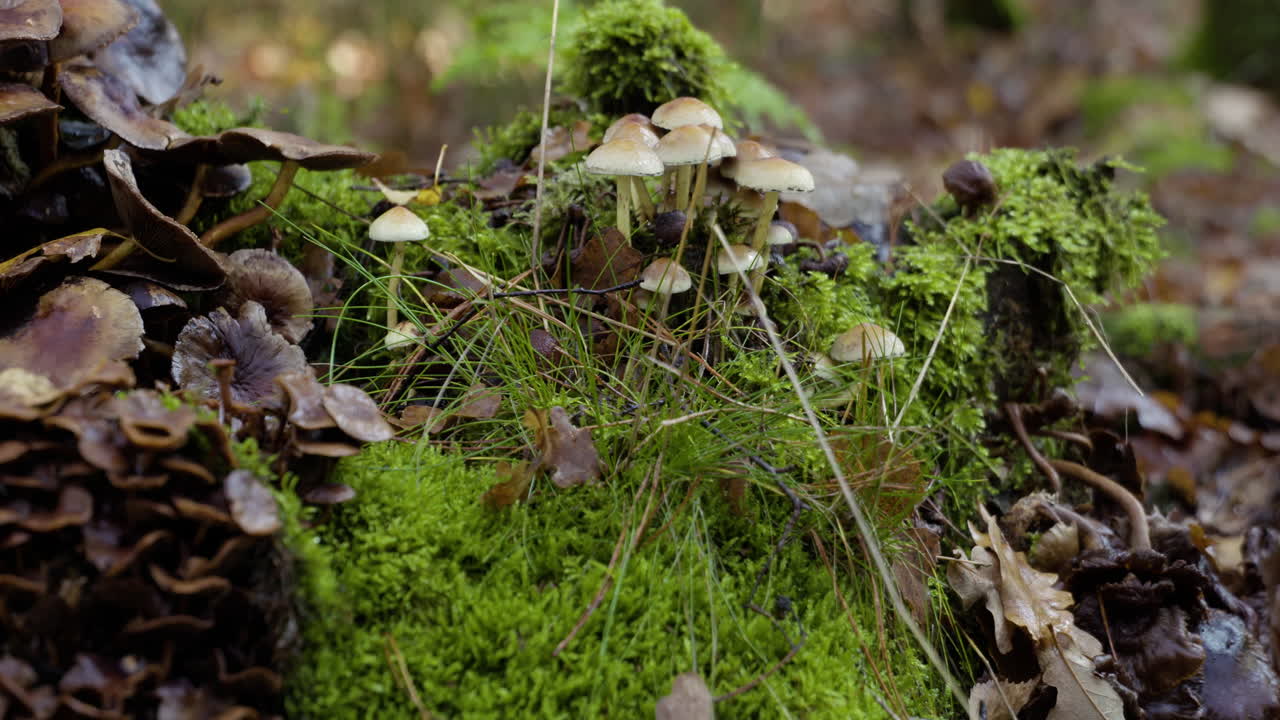 Una scena naturalistica colorata in autunno, con foglie che cadono sulle strade