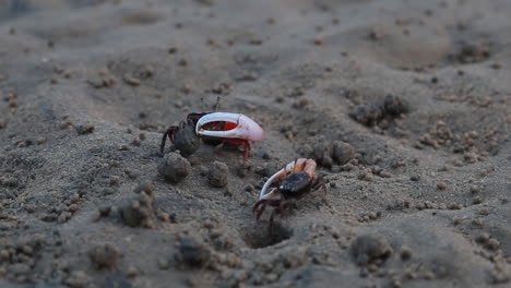 Krabbe-Mit-Erhobenen-Krallen,-Die-Am-Weißen-Sandstrand-Spazieren,-4k-Auflösung