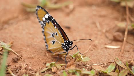 primer plano de una mariposa tigre africana descansando sobre la tierra roja antes de volar de repente