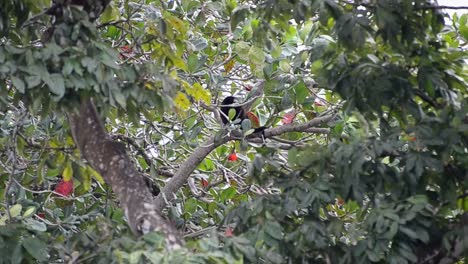 Mono-Aullador-Sentado-En-Una-Rama-Dentro-Del-Follaje-Espeso-Y-Frondoso-De-La-Selva-Tropical-Costera