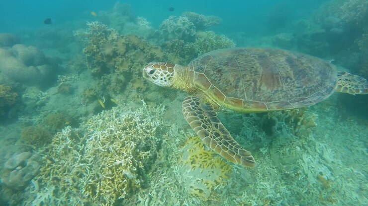 Beautiful turtle swimming above corals in Australia.
