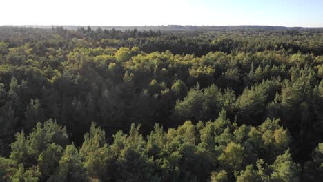 Pista-Aérea-De-Drones-Sobre-Pinos