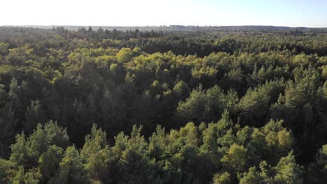 aerial drone track in over pine trees