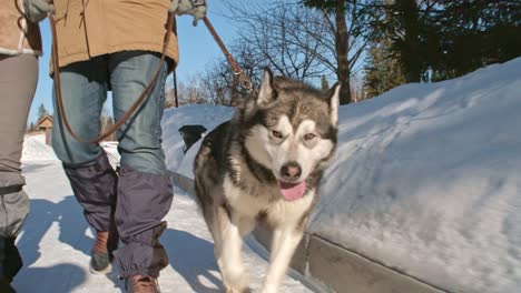 husky walking on lead