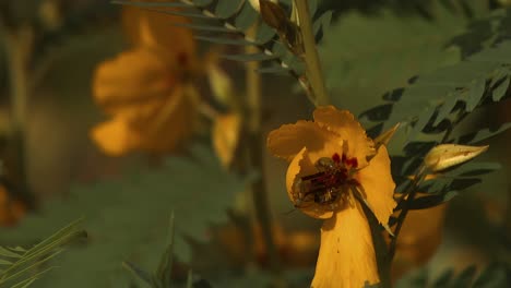 Geflügelte-Insekten-Sind-Auf-Blumen-Einschließlich-Schmetterlingen-Zu-Sehen