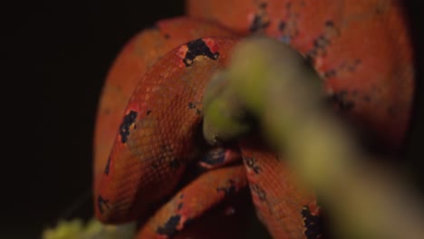 shift focus shot of a orange coloured baby green tree boa on a branch in a rain forest