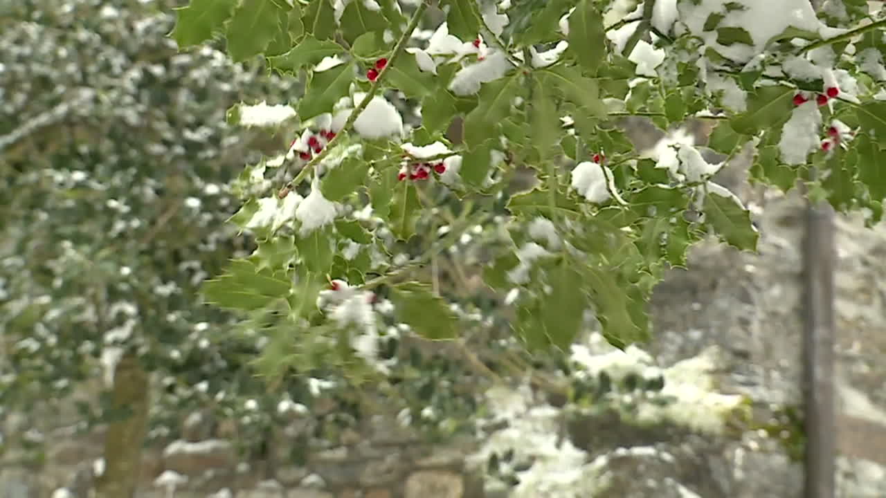 Snow-covered holly