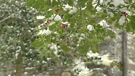snow-covered holly